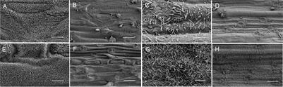 Lipidomic, Transcriptomic, and BSA-660K Single Nucleotide Polymorphisms Profiling Reveal Characteristics of the Cuticular Wax in Wheat